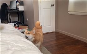 柴犬。（圖／翻攝自Haru the Shiba InuYouTube）