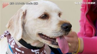 寵物美容大改造　流浪狗不再流浪！