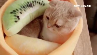 毛孩當網紅吸金！一支廣告進帳5萬