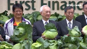 力挺農民！銀行業買百噸高麗菜免費送