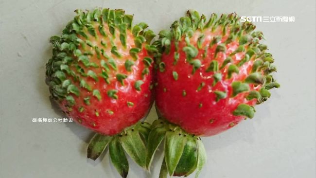 草莓長頭髮？網友驚呆：好想擠粉刺