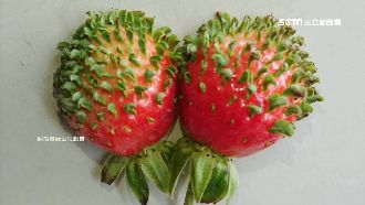 草莓長頭髮？網友驚呆：好想擠粉刺