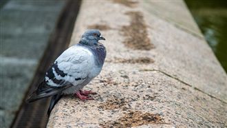 有間諜？柬埔寨稱抓到「賽鴿裝GPS」入境