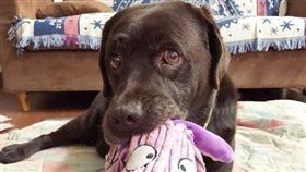 拉不拉多,偷瞄,塑膠袋（圖／翻攝自labradorsintaitung IG）