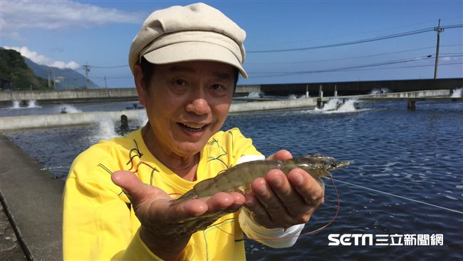 2XL級無毒白蝦　吃蝦免驚會過敏