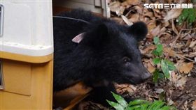 花蓮,南安瀑布,小熊,安南小熊,林務局