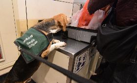 入選檢疫犬條件　嗜吃好玩常保好奇心