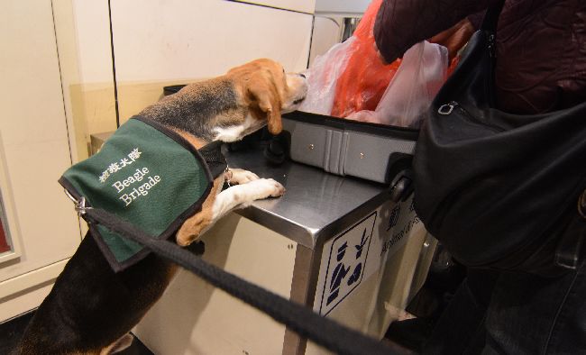 防堵非洲豬瘟！X光機與檢疫犬立大功
