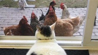 肥貓窗前開見面會　粉絲竟是「雞群」