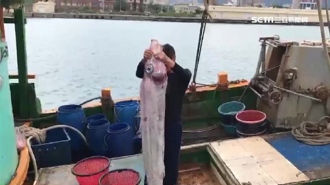 清晨地震　花蓮漁民捕撈2公尺地震魚