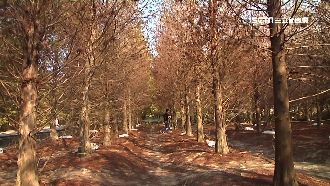 獨／亂丟垃圾！落羽松遭人破壞改收費