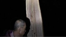 南投,捕蜂,虎頭蜂,壓死,鋸樹（圖／翻攝畫面）