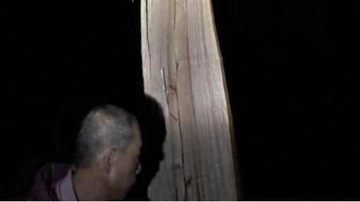男鋸樹摘虎頭蜂巢　樹突然斷裂遭壓死