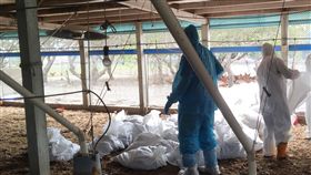 彰化入冬首傳禽流感　鹿港撲殺6958隻土雞彰化縣鹿港鎮一處土雞場被確診感染H5N2亞型高病原性禽流感病毒，防疫人員16日進行全場撲殺及消毒，共撲殺6958隻土雞。（彰化縣政府提供）中央社記者蕭博陽彰化縣傳真　107年12月16日