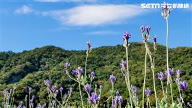 2018桃園花彩節,復興場,溪口村落,薰衣草,泰雅族,花海,裝置藝術,新溪口吊橋