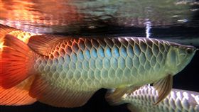 這隻魚有故事　捐2萬助學金送金龍魚（1）台東皮膚科醫師陳東佑花3年和新台幣上百萬元，成為台灣首位成功人工繁殖金龍魚的人，凡捐款家扶中心助學金2萬元以上，陳東佑將送一尾過背金龍魚。（家扶提供）中央社記者盧太城台東傳真 107年12月16日