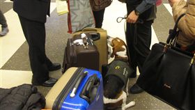 最可愛的防疫尖兵　老外被查獲還誇讚中國旅客日前入境日本攜帶10公斤豬肉特產，被檢疫犬發現而淚灑機場；台灣檢疫犬則曾有溫馨故事，一名愛狗的西方遊客被米格魯發現誤帶檢疫品入境，還誇讚檢疫犬。圖為檢疫犬發現違禁品坐在旅客旁。（防檢局提供）中央社記者楊淑閔傳真　107年12月16日