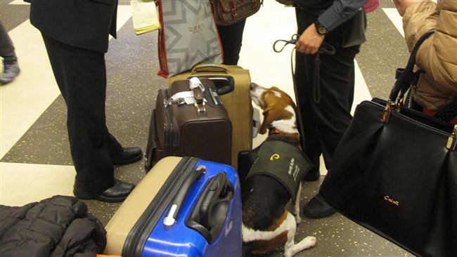 檢疫犬太可愛　西方遊客誇讚