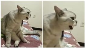 貓,老吳,咬字（圖／翻攝自爆料公社）