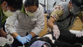 南安小黑熊入住森林野訓場（2）農委會林務局16日表示，12月6日已邀集特有生物研究保育中心、台北市立動物園等野生動物專家與獸醫師團隊，共同研商南安小黑熊的現況與後續的野放計畫，同時也協助小黑熊從原本的照養場地，搬移到特生中心為小熊準備的森林野訓場。（林務局提供）中央社記者吳欣紜傳真　107年12月16日