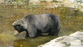 老馬來熊牙齦腫瘤  壽山動物園：手術風險大高雄市壽山動物園管理中心主任莊絢智17日表示，馬來熊「雄雄」牙齦腫瘤，園方曾評估要做手術，但考量雄雄30歲「年事已高」，手術風險大，採每天2次噴藥方式減緩腫痛。（壽山動物園提供）中央社記者王淑芬傳真  107年12月17日