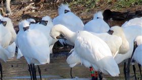 成龍濕地紀錄到V29長年進駐於成龍村的觀樹教育基金會12月10日在成龍村的泡水草澤區，發現一隻繫有腳環的黑面琵鷺，回報黑面琵鷺保育協會比對腳環顏色及個體特徵之後，經判斷確認是在韓國Suhaam島繫放後，從未接獲回報紀錄的黑面琵鷺V29。（林韋秀提供）中央社記者吳欣紜傳真  107年12月17日