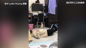 見鏟屎官倒地　貓皇示範影帝級演法