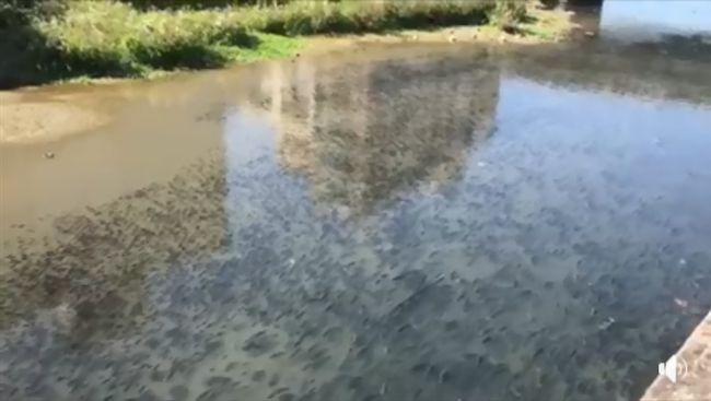 大批魚群照網揪「釣魚」…揭可怕真相