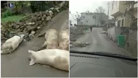 非洲豬瘟,中國大陸,災情,病死豬,肉品（圖／翻攝自臉書不禮貌鄉民團）