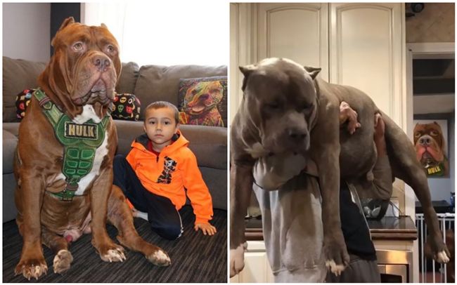 狗版綠巨人 世界最大比特犬1歲兒連2壯男扛也 寵物 三立新聞網setn Com