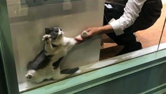 厭世喵塞小縫縫　被拉出崩潰臉網笑翻