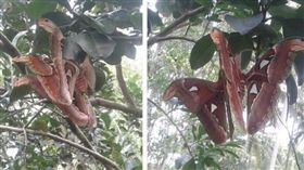 -皇蛾-圖／翻攝自臉書爆廢公社