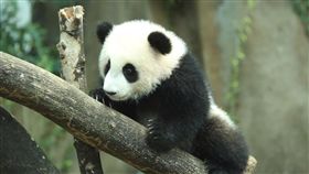 貓熊（圖／翻攝自Youtube）
