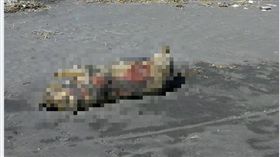 16:9
別驚慌！宜蘭海邊驚見豬屍　防疫所初步排除為非洲豬瘟
圖／翻攝自宜蘭知識+臉書