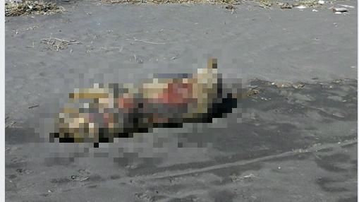 宜蘭驚見豬屍　初步排除為非洲豬瘟