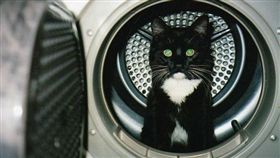 -貓咪-▲圖／攝影者Leonora (Ellie) Enking, flickr CC License（https://www.flickr.com/photos/33037982@N04/3501444589/）