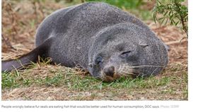 紐西蘭,海狗,斬首,棄屍,保育類動物 圖／RNZ