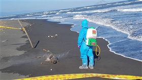 宜蘭五結海邊豬屍　初步排除與非洲豬瘟有關農委會臉書19日貼文指出，上午在宜蘭縣五結利澤沙灘發現一隻明顯死亡的豬，宜蘭縣動植物防疫所人員獲報馬上前往調查，採樣送驗並執行消毒作業，目前初步排除與非洲豬瘟有關，呼籲民眾不要過度恐慌。（宜蘭縣農業處提供）中央社記者沈如峰宜蘭縣傳真　107年12月19日