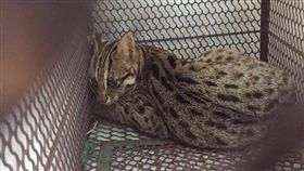 新竹,石虎,捕獸夾,保育類動物（圖／翻攝貓徑地圖王小明）