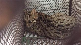 野生石虎現蹤新竹　後腿遭夾傷恐截肢