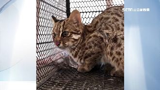 砸8千萬蓋石虎公園　評委竟有護理師