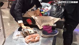 桃機抗豬瘟！又見大媽闖關再罰20萬