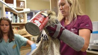 貪吃浣熊伸罐卡住了　脫困瞬間全笑噴