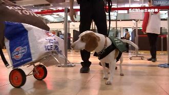 全面防堵豬瘟！超萌檢疫犬邊境把關