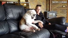 汪星人愛搔肚肚 狂摸鏟屎官手手：拜託不要停