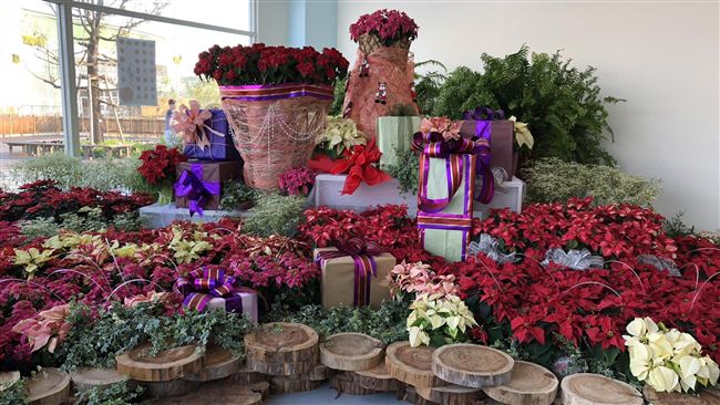 花博瀰漫耶誕味　推應景活動喜迎元旦