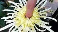 示意圖　菊花　爆菊　翻攝網路