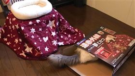 怎麼會這樣？我知道你毛很多，但還是用一下吧！日本氣溫近日下探至個位數，貼心貓奴特地買了台寵物專用暖桌，打算扛回家孝敬寶貝主子，殊不知組裝好之後，貓咪竟然連看都不看就直奔回收區，讓奴才好崩潰。（圖／翻攝自@ usagi_drive推特）