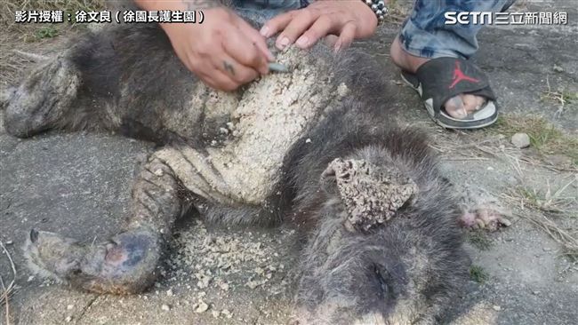 「石化狗」皮膚潰爛　竟慘遭路人棍打