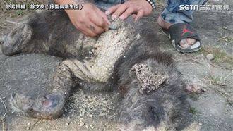 「石化狗」皮膚潰爛　竟慘遭路人棍打